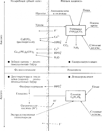 Взаимодействие между микробным зубным налетом и ротовой жидкостью - student2.ru