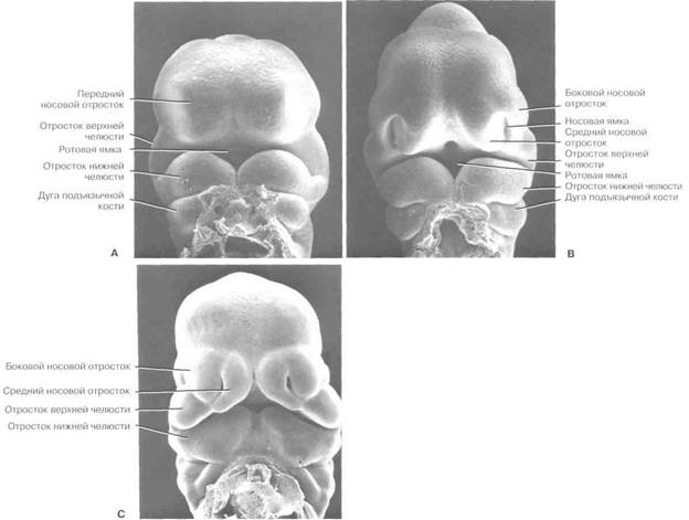 Этапы черепно-лицевого развития эмбриона - student2.ru