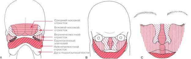 Этапы черепно-лицевого развития эмбриона - student2.ru