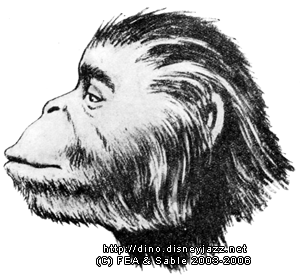 эволюционное развитие приматов - student2.ru