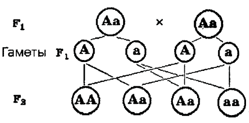 Задачи на анализирующее скрещивание при моногибридном скрещивании - student2.ru
