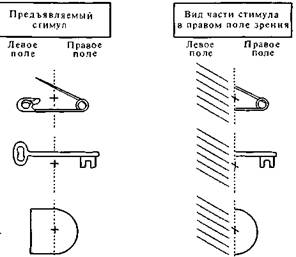 Заикание; доводы в пользу конкуренции за управление речью - student2.ru