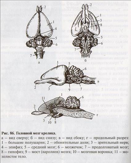Зауропсидный тип мозга характерен для классов Рептилий и Птиц. Этот тип состоит из пяти основных отделов, ведущим из которых является передний мозг. - student2.ru