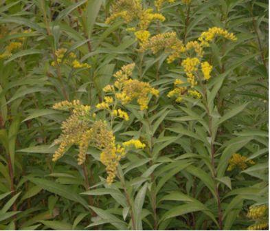 Золотарник канадский - Solidago canadensis L - student2.ru