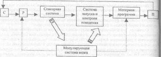 формы поведения:врожденное, приобретенное, когнитивное - student2.ru