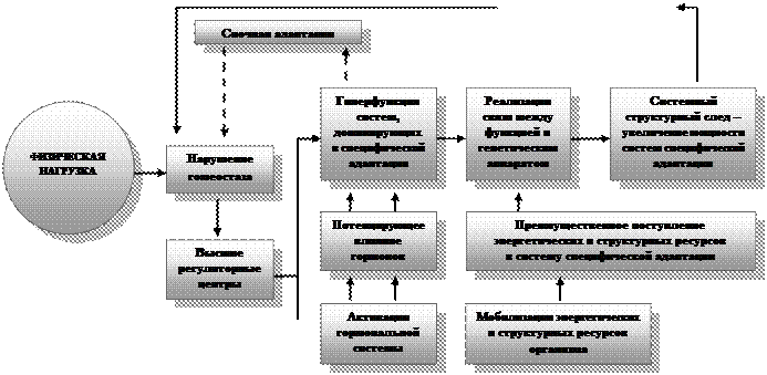 адаптация к физическим нагрузкам - student2.ru