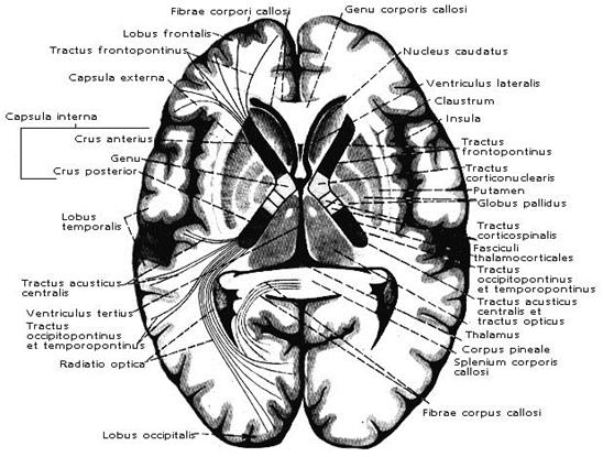 Базальные ядра. БЕЛОЕ ВЕЩЕСТВО полушарий головного мозга. ВНУТРЕННЯЯ КАПСУЛА. ОБОНЯТЕЛЬНЫЙ МОЗГ. ЛИМБИЧЕСКАЯ СИСТЕМА. Ретикулярная формация. Боковые желудочки - student2.ru