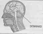 Чьи глаза изображены на тибетских храмах? - student2.ru