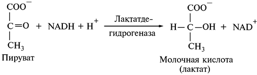 Дальнейшее использование пируватов - student2.ru