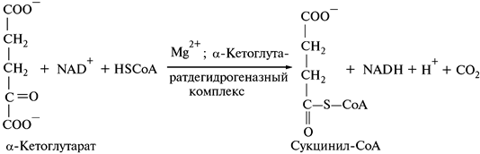 Дальнейшее использование пируватов - student2.ru