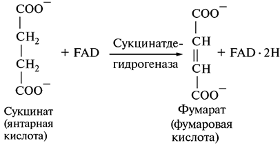 Дальнейшее использование пируватов - student2.ru