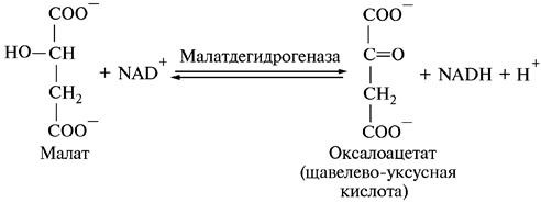 Дальнейшее использование пируватов - student2.ru