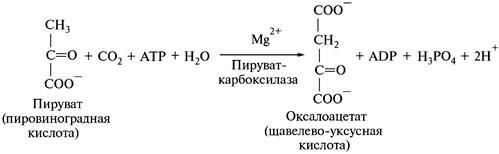 Дальнейшее использование пируватов - student2.ru