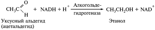 Дальнейшее использование пируватов - student2.ru