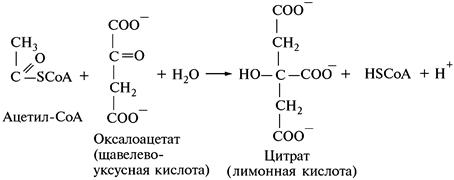 Дальнейшее использование пируватов - student2.ru