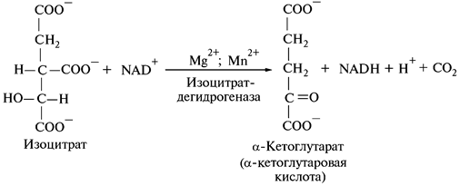 Дальнейшее использование пируватов - student2.ru