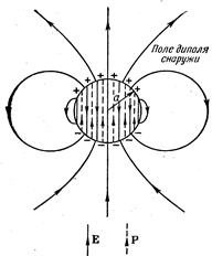 Диэлектрики в электрическом поле. Ранее мы рассмотрели поведение проводников, в которых заряды под влиянием - student2.ru