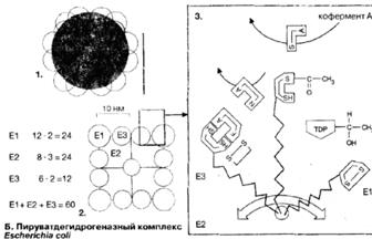 Е3 - дигидролипоамиддегидрогеназа - student2.ru