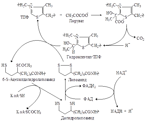 Е3 - дигидролипоамиддегидрогеназа - student2.ru
