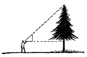 Измерение высоты дерева с помощью его тени. - student2.ru