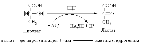 Классификация и номенклатура ферментов - student2.ru