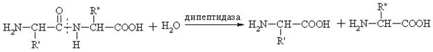 Классификация и номенклатура ферментов - student2.ru