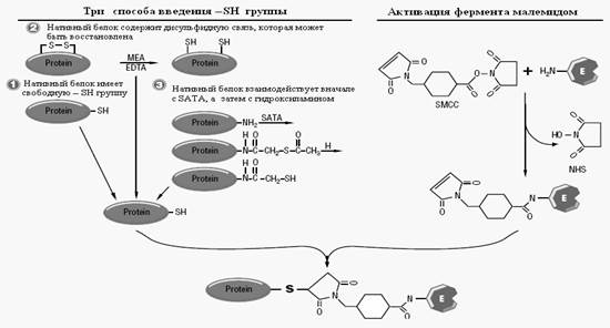 Конъюгация ферментов и иммобилизация антител и антигенов на твердую фазу - student2.ru
