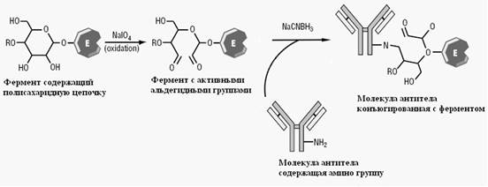 Конъюгация ферментов и иммобилизация антител и антигенов на твердую фазу - student2.ru