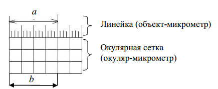 Краткие теоретические сведения. На предметный столик микроскопа поместите объект-микрометр таким образом - student2.ru