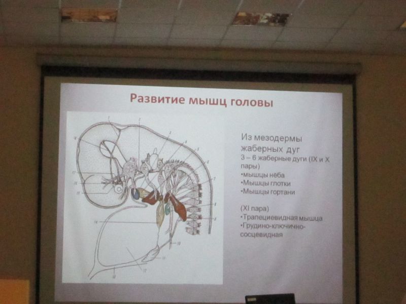 Myologia - Учение о мышцах - student2.ru