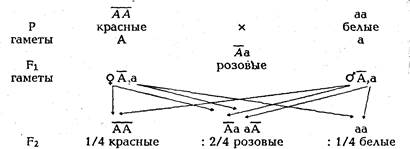 неполное доминирование - student2.ru