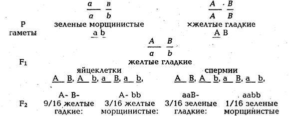 неполное доминирование - student2.ru