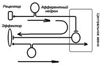 Нейрон как структурно-функциональная единица ЦНС - student2.ru