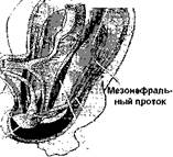 обратное развитие первичной почки - student2.ru