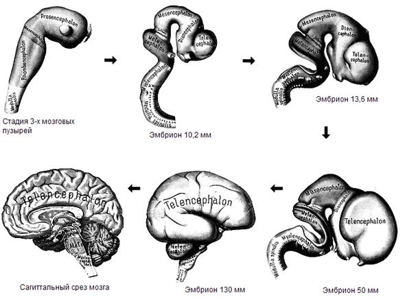 Онтогенез центральной нервной системы - student2.ru