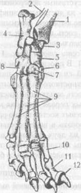 Периферический скелет—скелет конечностей - student2.ru