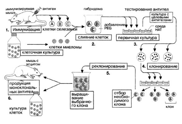 Получение моноклональных антител - student2.ru