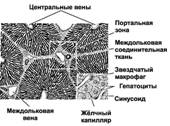 Препарат № 105 Срез печени (на нашем препарате желтая) - student2.ru