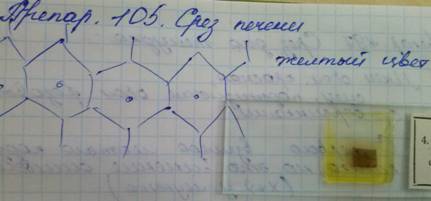 Препарат № 105 Срез печени (на нашем препарате желтая) - student2.ru