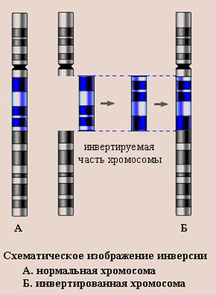 Проблемы генетической безопасности - student2.ru