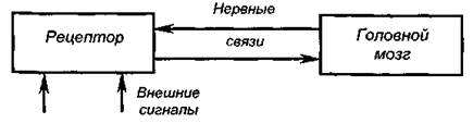 Психофиологическая характеристика процесса приема информации - student2.ru