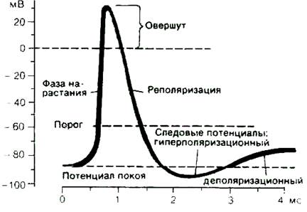 Распространение нервного импульса вдоль возбудимого волокна - student2.ru
