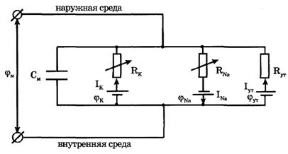 Распространение нервного импульса вдоль возбудимого волокна - student2.ru