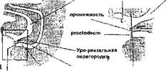 развитие моче-полового синуса - student2.ru