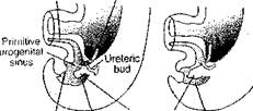 развитие моче-полового синуса - student2.ru