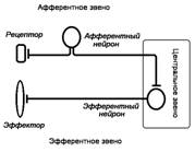 Рефлекторная дуга (полисинаптическая, трёхнейронная) - student2.ru