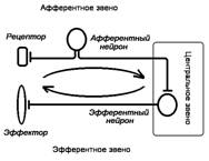 Рефлекторная дуга (полисинаптическая, трёхнейронная) - student2.ru