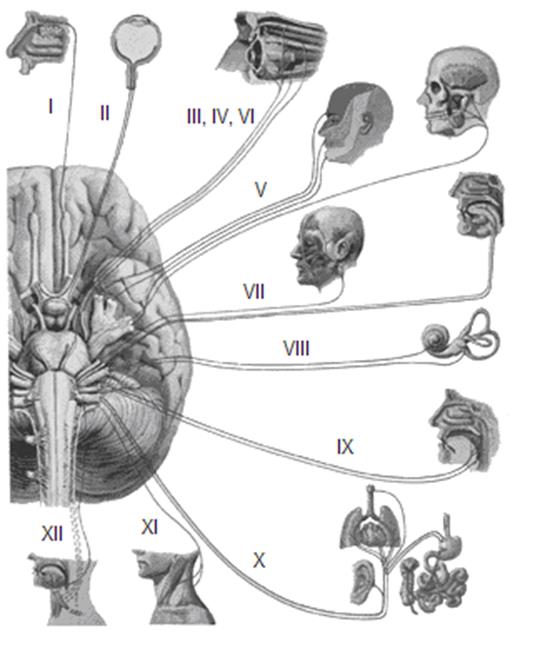 Схема изучения и описания черепных нервов - student2.ru
