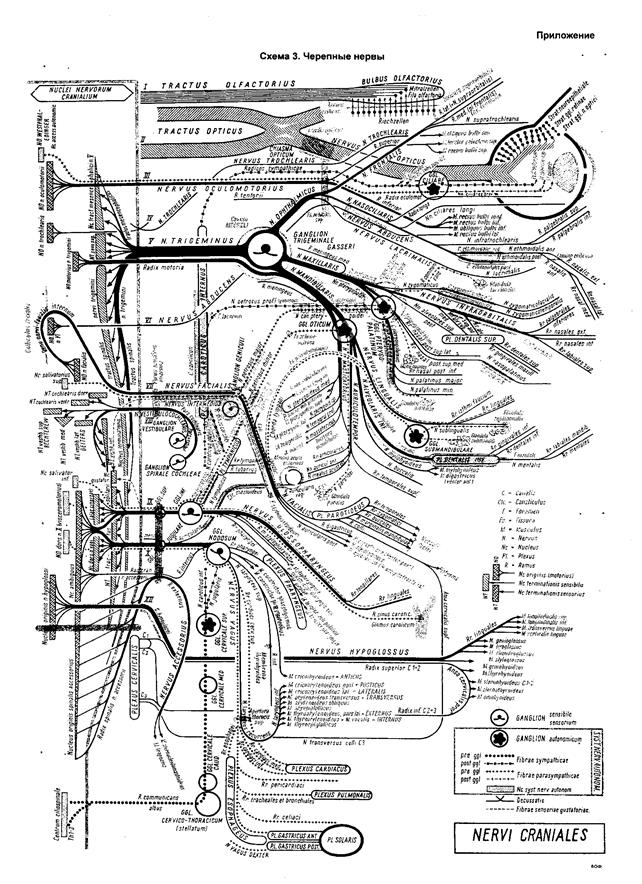 Топография сегментарных центров и узлов, волоконный состав нервов, области вегетативной иннервации - student2.ru