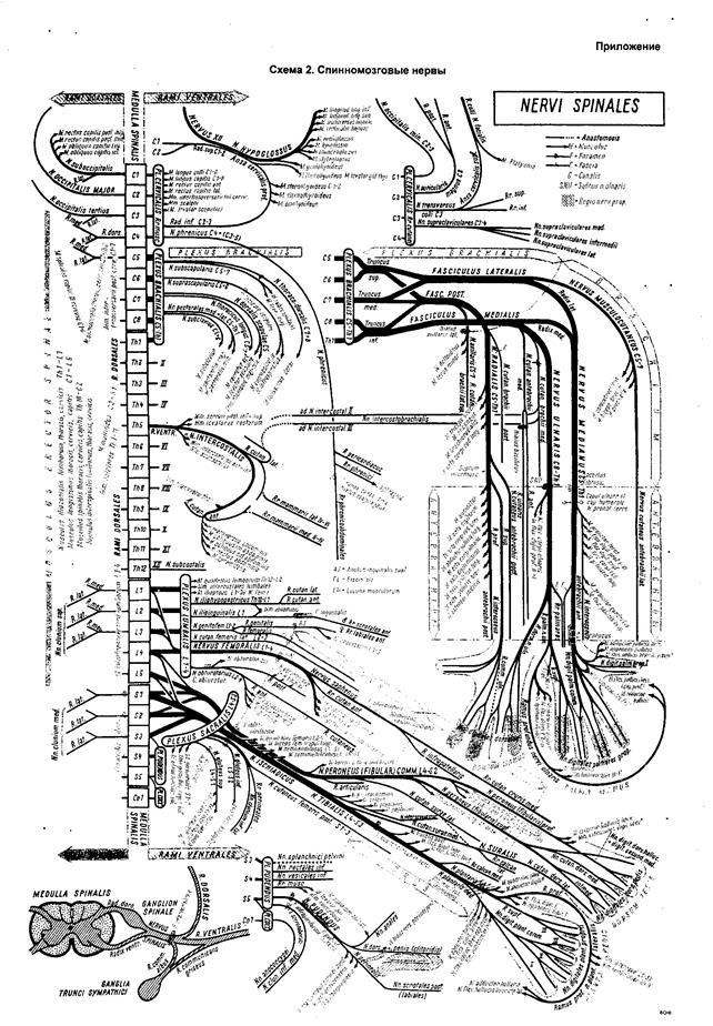 Топография сегментарных центров и узлов, волоконный состав нервов, области вегетативной иннервации - student2.ru